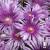Delosperma Sundella Lavender.jpg
